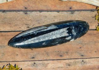 Orthoceras 6.  1 " Polished Fossil Cephalopod From Morocco Access To Ancient Wisdom