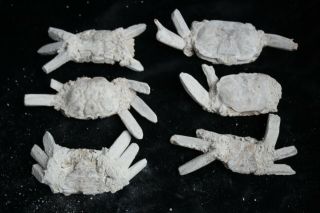 6 Rare Preciou Crab Fossil Specimen Madagascar J32