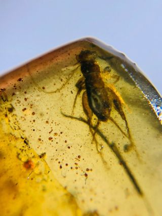 Orthoptera Cricket Burmite Myanmar Burmese Amber Insect Fossil Dinosaur Age