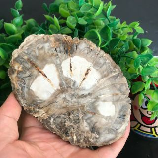 343g Top Natural Petrified Wood Crystal Polished Slice Madagascar 38