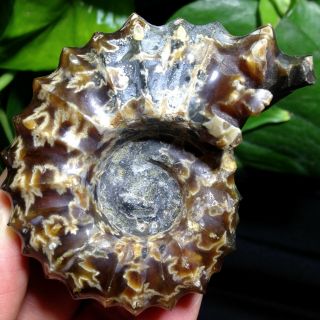 140g Polished Natural " Goat Horn " Schloenbachia Ammonite Specimen