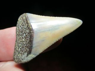 1 - 13/16 Great White Shark Tooth Fossil - Peru South America Peruvian Fish Teeth