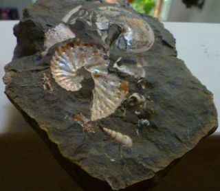 Sphenodiscus South Dakota Ammolite Ammonite Fossil,  Scaphite,  Impressions 2
