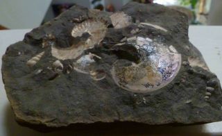 Sphenodiscus South Dakota Ammolite Ammonite Fossil,  Scaphite,  Impressions 3
