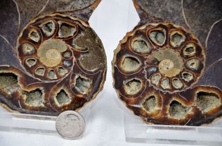 Cut Split Pair Rare Anapuzosia Ammonite D - Shaped Large 4.  5 " Fossil 114mm N1266xx