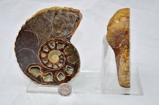 Cut Split Pair RARE ANAPUZOSIA Ammonite D - shaped LARGE 4.  5 