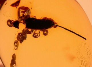 Flower Stamen With Rare Ancient Pollen In Authentic Dominican Amber Fossil Gem