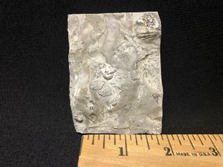 Crinoid - Rare Indiana St.  Louis Limestone Dinotocrinus - Trilobite Fossils Age