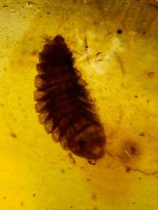 Uncommon Unknown Worm Burmite Myanmar Burmese Amber Insect Fossil Dinosaur Age