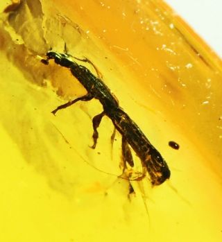 Burmese Burmite Cretaceous Rare Good Beetle Amber Fossil Myanmar