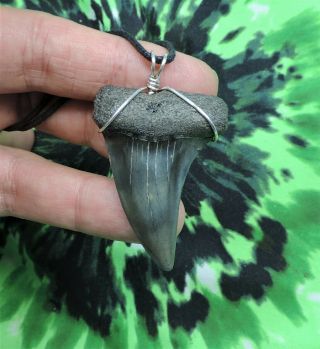 1 7/8  Mako Sharks Tooth Necklace Jewelry No Restorations Fossil Teeth