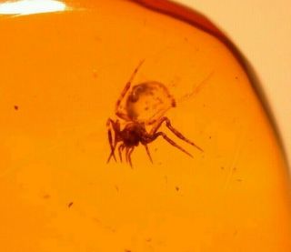 Spider,  3 Ancient Water Bubbles In Authentic Dominican Amber Fossil Gemstone