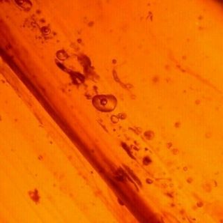 Ancient Water Bubbles With Blood Sucking Flies In Burmese Amber Fossil Gemstone