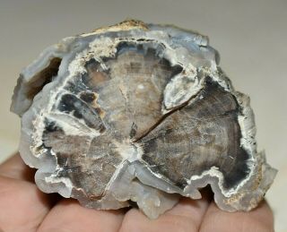 Polished Petrified Botryoidal Agatized Wood Limb Cast Piece Collected In Wyoming 2