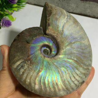 Rainbow Iridescent Ammonite Shell Specimen Madagascar 326g A2