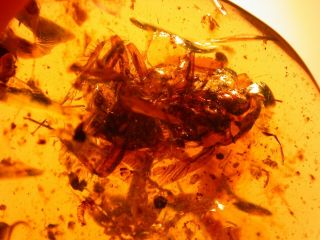 Large Cockroach,  Fly In Burmite Burmese Amber Fossil Cabochon Dinosaur Age