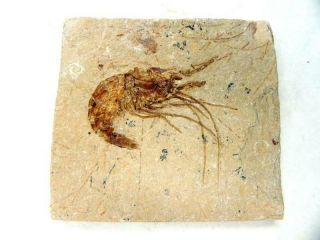Fossil Lebanese Shrimp Cretaceous Dinosaur Age On Matrix