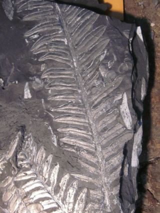 Museum Quality,  Carboniferous Fern Fossil,  Front And Back St Claire Pa
