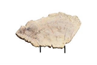 Petrified Wood Slab From Indonesia Both Sides Polished 1.  25 Lb