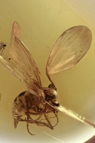 " Flying " Moth Fly Psychodidae Fossil Baltic Amber 200917 - 60,  Img