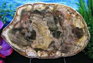 Petrified Wood Complete Round Slab W/bark Blue Green Don 