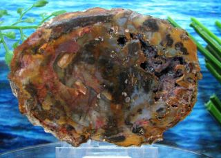 Petrified Wood COMPLETE ROUND Slab w/Bark BLUE OLIVE - GREEN BOTRYOIDAL CRYSTAL 3