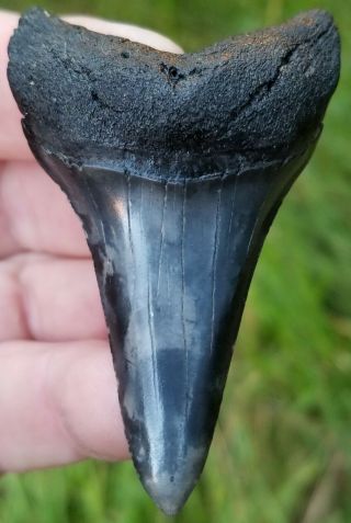 Beautifully Colored 2.  70 " Mako Shark Tooth.  Absolutely No Restoration