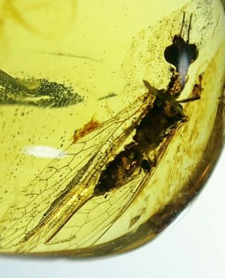 Burmese Burmite Cretaceous Snail Fly Insect Amber Fossil Myanmar