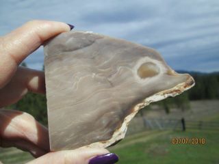 A Unique Polished Petrified Wood Specimen From Oregon