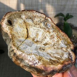 Top Natural Petrified Wood Crystal Polished Slice Madagascar 406g A1583