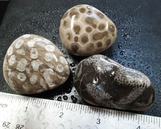 3 Michigan Fossils Petoskey Stone,  Pipe Organ Coral,  Cladopora.  Unpolished