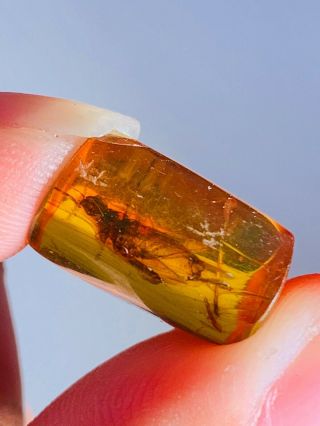 1.  4g Orthoptera cricket Burmite Myanmar Burmese Amber insect fossil dinosaur age 2