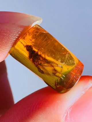 1.  4g Orthoptera cricket Burmite Myanmar Burmese Amber insect fossil dinosaur age 3