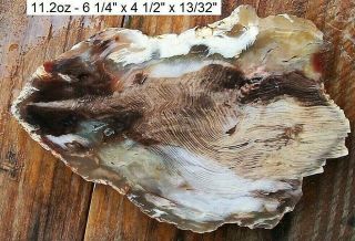 Oregon - Rare Eagles Nest Petrified Wood Slab - Grains & Agatization