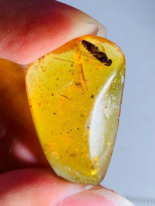 1.  75g Unknown Big Fly Burmite Myanmar Burmese Amber Insect Fossil Dinosaur Age