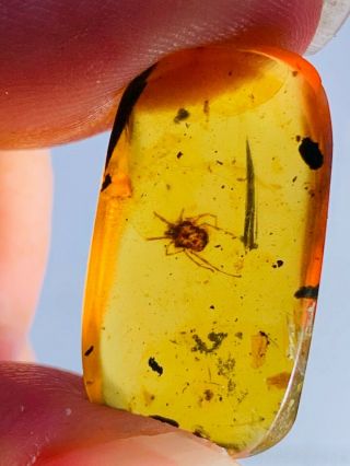 1.  77g Ixodoidea Tick Burmite Myanmar Burmese Amber Insect Fossil Dinosaur Age