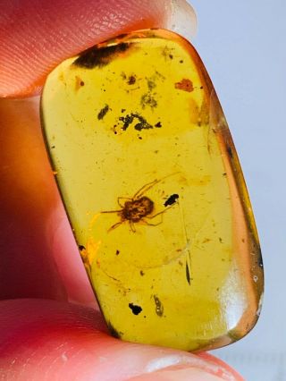 1.  77g Ixodoidea tick Burmite Myanmar Burmese Amber insect fossil dinosaur age 3
