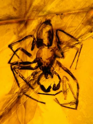4.  32g Arachnida Spider Burmite Myanmar Burmese Amber Insect Fossil Dinosaur Age