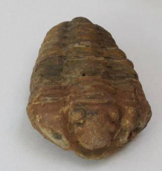 Large Calymene Trilobite Fossil From Morocco