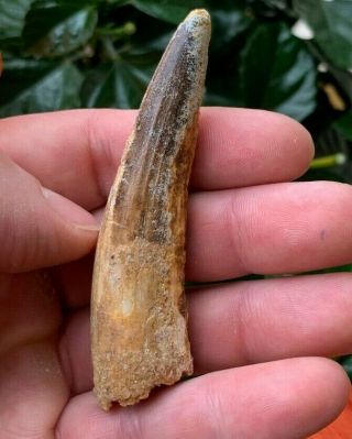 3.  31 " Natural Spinosaurus Dinosaur Fossil Tooth Kem Kem Beds Morocco
