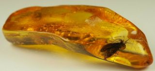 Huge Insect Inclusion In Baltic Amber Stone 4.  2 G.
