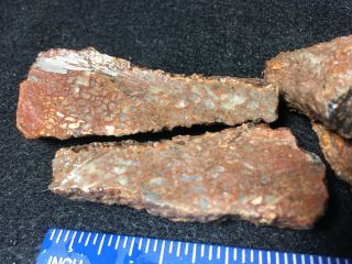 4 little gem dinosaur bones for cab makers from the Henry Mts.  in Utah 2