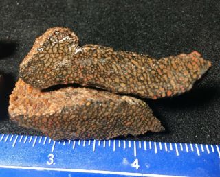 4 little gem dinosaur bones for cab makers from the Henry Mts.  in Utah 3