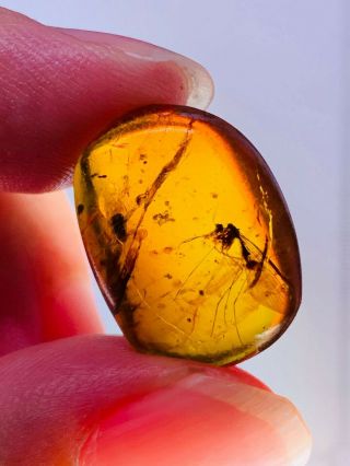 1.  66g Scorpion Fly Burmite Myanmar Burmese Amber Insect Fossil Dinosaur Age