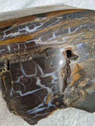 Large Petrified Wood Slab 2.  17 Lbs Polished With/crystals