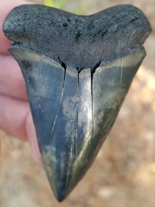 Beautifully Colored 2.  75 " Mako Shark Tooth.  Absolutely No Restoration