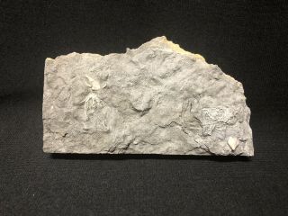 Crinoid - Rare Indiana Crinoid/echinoderm/blastoid Combination - Trilobite Fossil