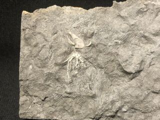 Crinoid - Rare Indiana Crinoid/Echinoderm/Blastoid Combination - Trilobite Fossil 2
