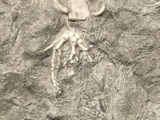 Crinoid - Rare Indiana Crinoid/Echinoderm/Blastoid Combination - Trilobite Fossil 3