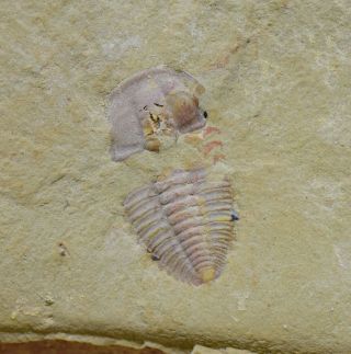 Rare Palaeolenus Trilobite With Legs Lower Cambrian,  Guanshan Biota,  China